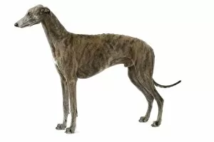 Dog - Greyhound