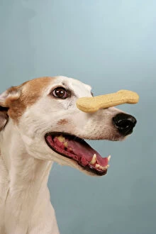 Mouths Collection: Dog - Greyhound with biscuit balanced on his nose