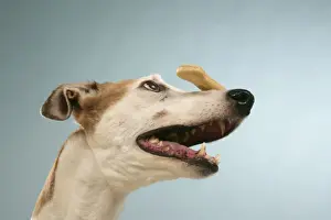 Dog - Greyhound with biscuit balanced on his nose
