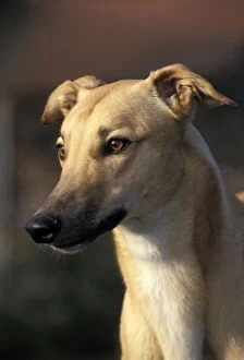 Dog - Greyhound, close-up of head
