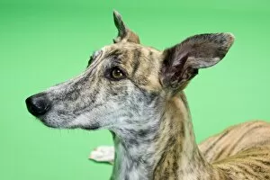 Bitch Gallery: Dog - Greyhound - female