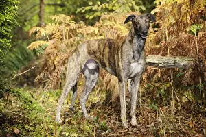DOG. Greyhound in ferns