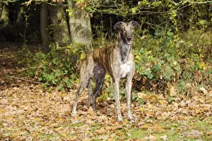 DOG. Greyhound in leaves