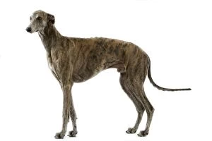 Dog - Greyhound / Levrier