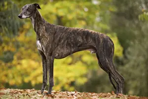 Dog - Greyhound outside