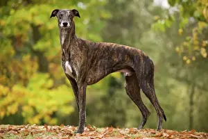 Greyhound Prints: Dog - Greyhound outside