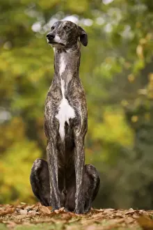 Greyhound Prints: Dog - Greyhound sitting outside