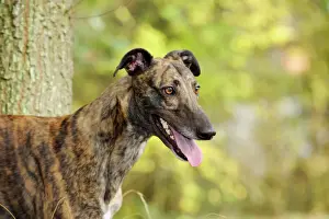 Hound Prints: DOG. Greyhound in front of tree