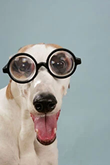 Dog - Greyhound wearing joke magnified glasses