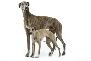 Images Dated 12th March 2006: Dog - Greyhound and Whippet