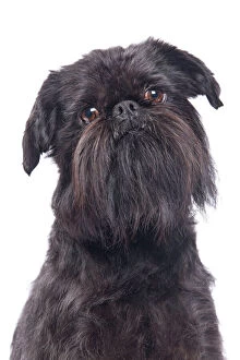 Images Dated 24th October 2010: Dog - Griffon Bruxellois / Brussels Griffon / Griffon Belge