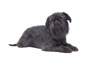 Images Dated 24th October 2010: Dog - Griffon Bruxellois / Brussels Griffon / Griffon Belge