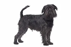 Dog - Griffon Bruxellois / Brussels Griffon / Griffon Belge