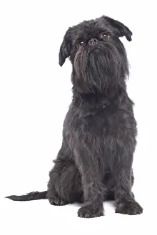 Dog - Griffon Bruxellois / Brussels Griffon / Griffon Belge