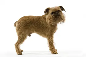 Dog - Griffon Bruxellois / Griffon Belg