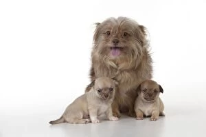 DOG - Griffon crossbreed sitting with chihuahua puppies
