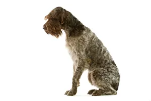Dog - Griffon Korthals German Wire-haired Pointer - Sitting down Dog - Griffon Korthals German Wire-haired Pointer - Sitting down