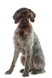 Dog - Griffon Korthals German Wire-haired Pointer - Sitting down
