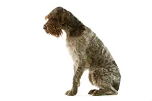 Dog - Griffon Korthals German Wire-haired Pointer - Sitting down