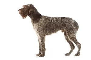 Dog - Griffon Korthals German Wire-haired Pointer - Standing up