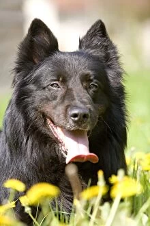 Images Dated 5th May 2006: Dog - Groenendael / Belgian Shepherd Dog. Also known as Chien de Berger Belge