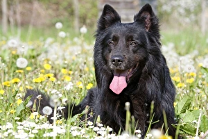 Images Dated 5th May 2006: Dog - Groenendael / Belgian Shepherd Dog. Also known as Chien de Berger Belge