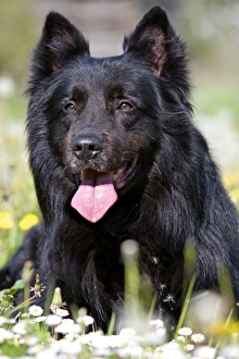 Images Dated 5th May 2006: Dog - Groenendael / Belgian Shepherd Dog. Also known as Chien de Berger Belge