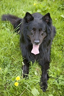 Images Dated 5th May 2006: Dog - Groenendael / Belgian Shepherd Dog. Also known as Chien de Berger Belge