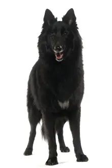 Shepherd Dog Prints: Dog - Groenendael / Belgian Shepherd Dog / Chien de Berger Belge