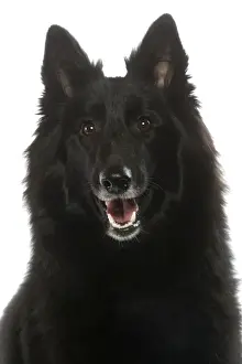 Dog - Groenendael / Belgian Shepherd Dog / Chien de Berger Belge