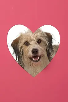 Jd 200720 Prints: DOG. hairy cross breed, looking through pink heart shaped hole, cute, studio