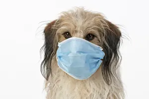 DOG. hairy cross breed, wearing a surgucal mask, studio, white back ground