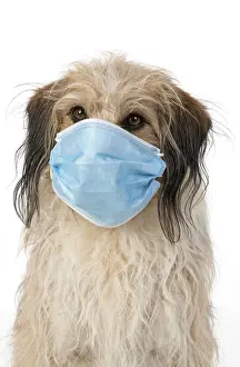 DOG. hairy cross breed, wearing a surgucal mask, studio, white back ground