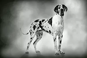 Juvenile Collection: Dog - Harlequin Great Dane - 15 month old puppy