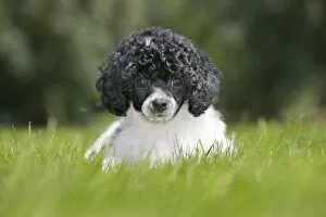 Images Dated 3rd July 2011: Dog - Harlequin Poodle - puppy