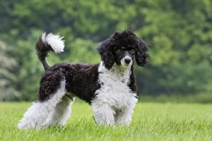 Images Dated 20th June 2012: Dog - Harlequin Poodle puppy in garden