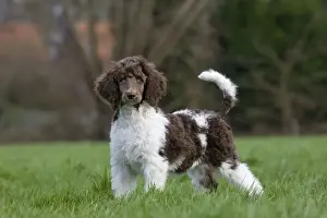 Dog - Harlequin Poodle - puppy in garden