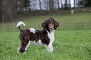 Poodle Prints: Dog - Harlequin Poodle - puppy in garden
