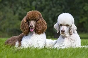 Images Dated 22nd August 2012: Dog - Harlequin Poodles in garden