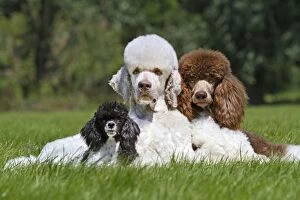 Images Dated 22nd August 2012: Dog - Harlequin Poodles with puppy in garden
