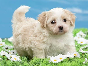 Images Dated 7th February 2014: Dog - Havanese puppy