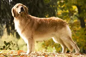 Blonde Prints: Dog - Hovawart