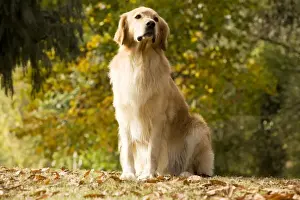 Dog - Hovawart
