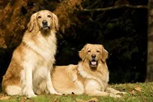 Dog - Hovawart - two outside