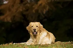 Dog - Hovawart - outside