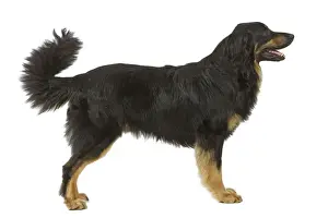 Dog - Hovawart in studio