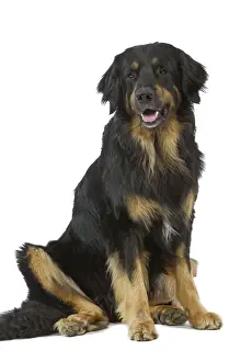 Dog - Hovawart in studio