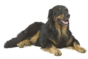 Dog - Hovawart in studio