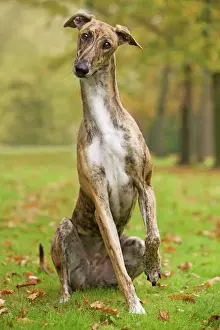 Hound Prints: Dog - Hungarian Greyhound. Also known as Magyar Agar