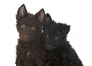 Images Dated 15th April 2020: DOG. Hungarian Mudi, puppies, studo
